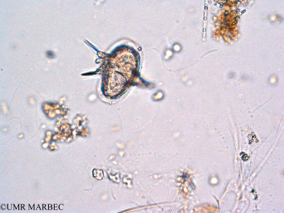phyto/Thau_Lagoon/THAU_station1/GELAMED 2010/Protoperidinium elegans (2)(copy)_thumb.jpg